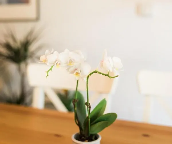 Apartma Lojz דירה בובק